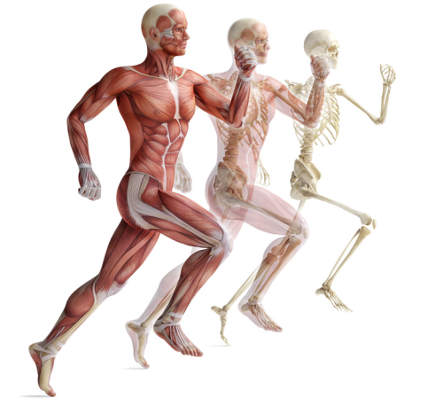 Curso de anatomía